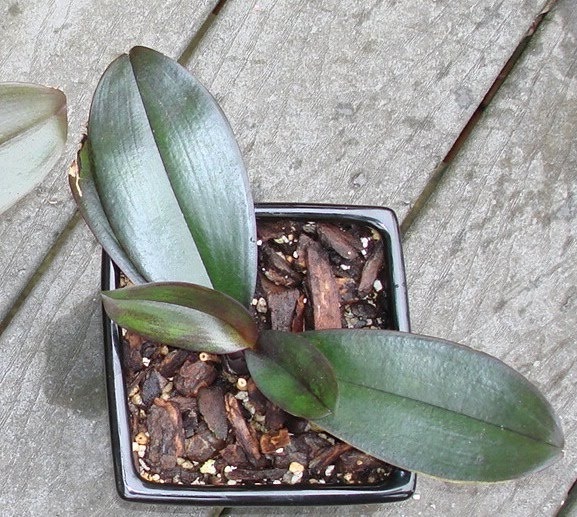 Phalaenopsis seedling.jpg